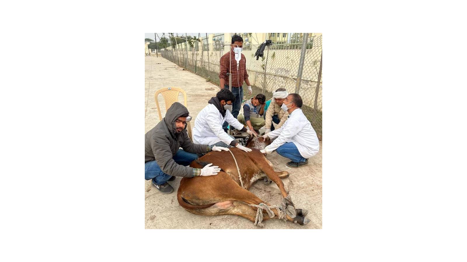 Treating a tortured stray cow
