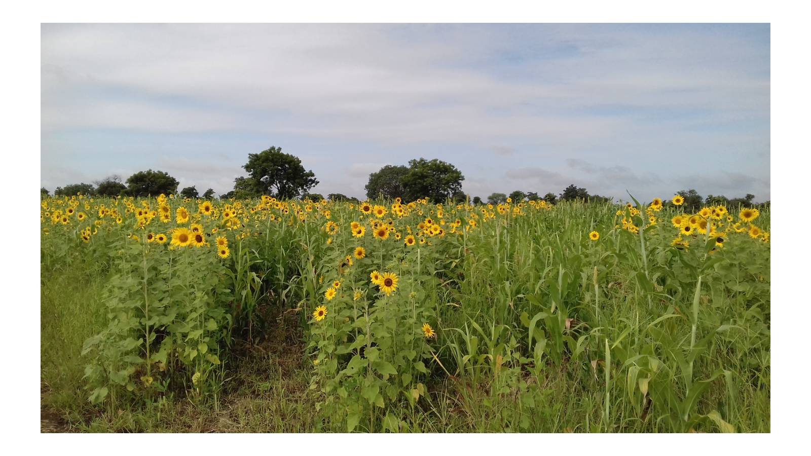 Abdena Village - Sunflower