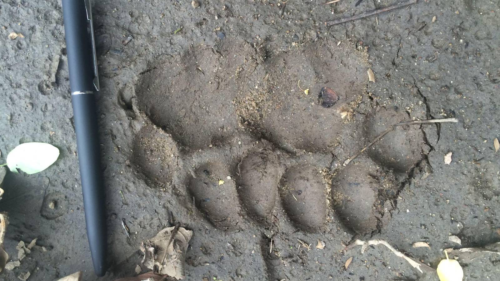 Do leopards and people make good neighbours? Help us find out! - Give