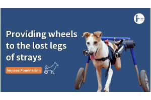 Providing wheels to the lost legs of strays