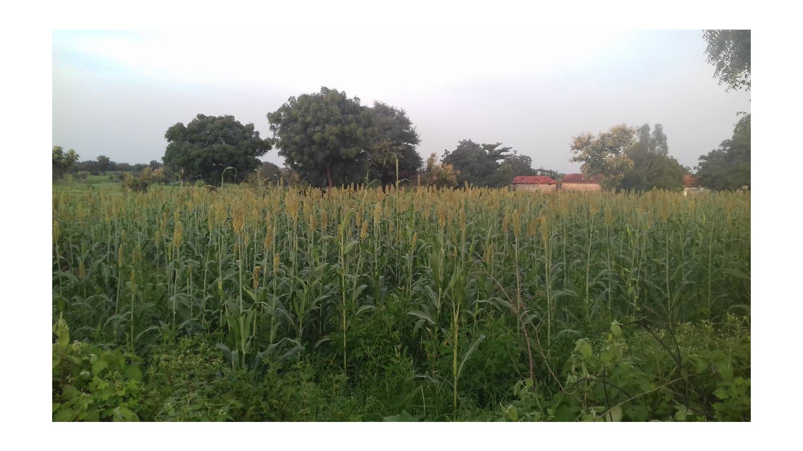 Vollur Village - Jowar