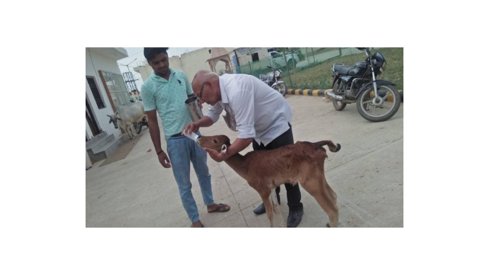 Animal Lover Feeding a Calf