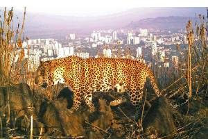 Understanding the Leopard-Human Interaction in the Urban Landscapes of