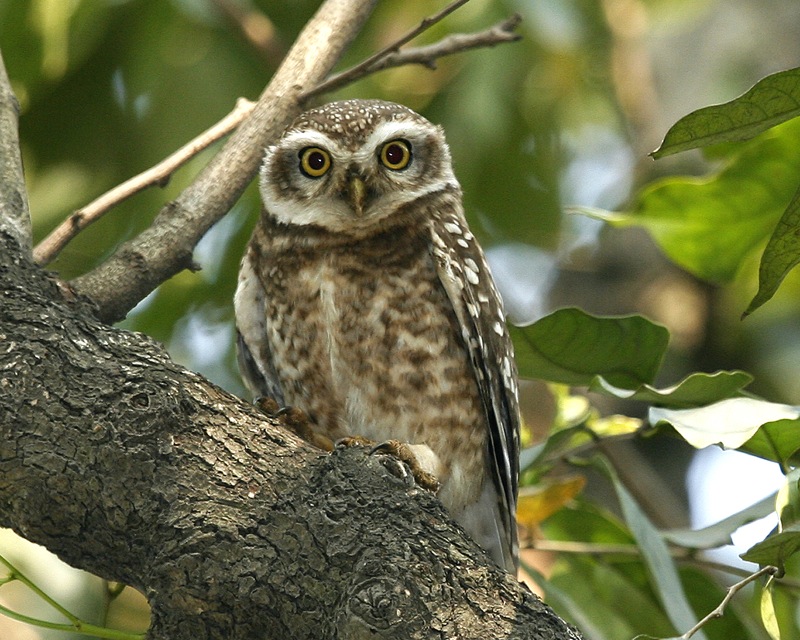 Fight against Illegal trade of Owls in India for use in pet industry and black magic