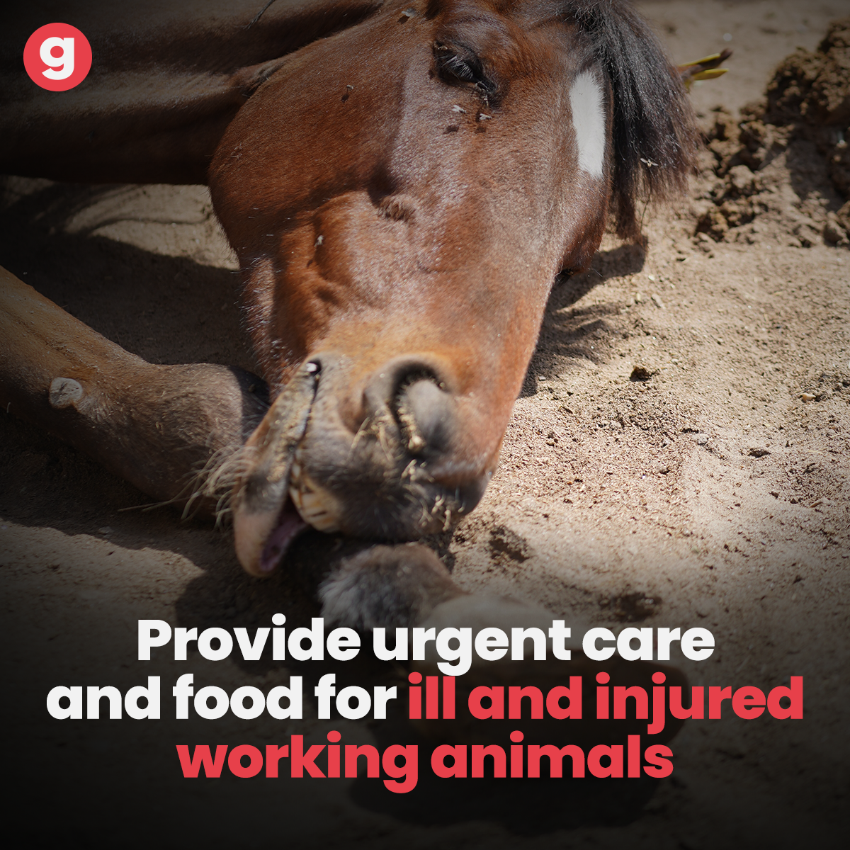 Donate for Animal Welfare and Support People For Animals Uttarakhand ...
