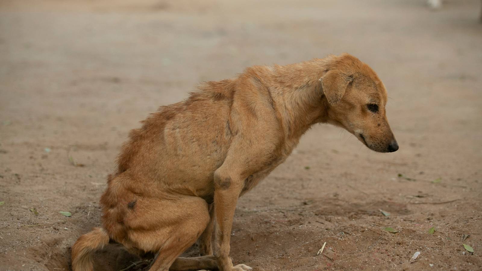 Malnutrition in strays