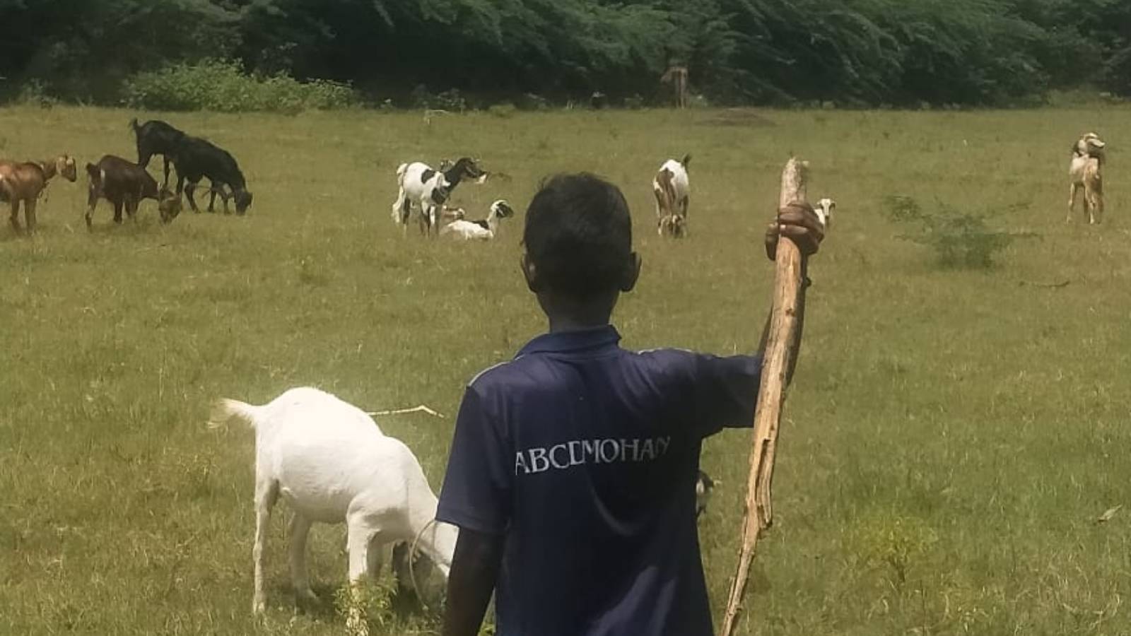 A child labourer rearing goats