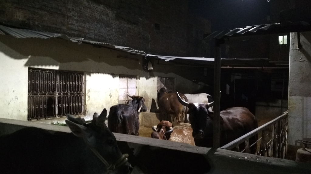 ISKCON Prayagraj These Cows Need Shelter and Hygienic Care Give