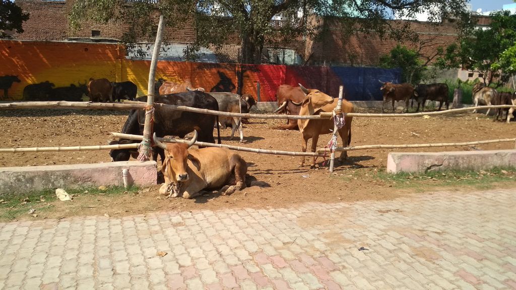 ISKCON Prayagraj These Cows Need Shelter and Hygienic Care Give