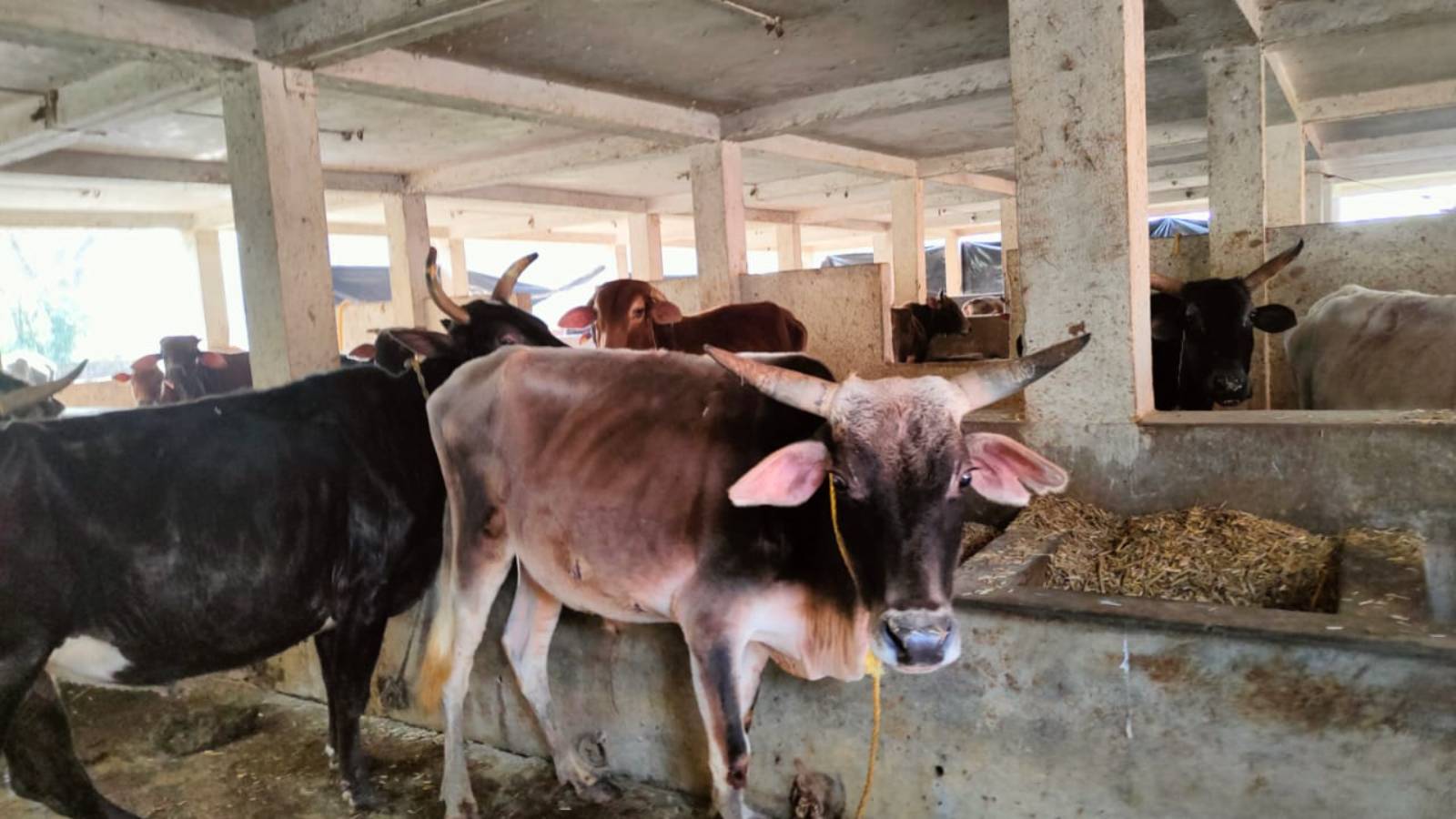 Proposal on Common Facility Centre (CFC) of Cow Products For the Protection of Indigenous Cow