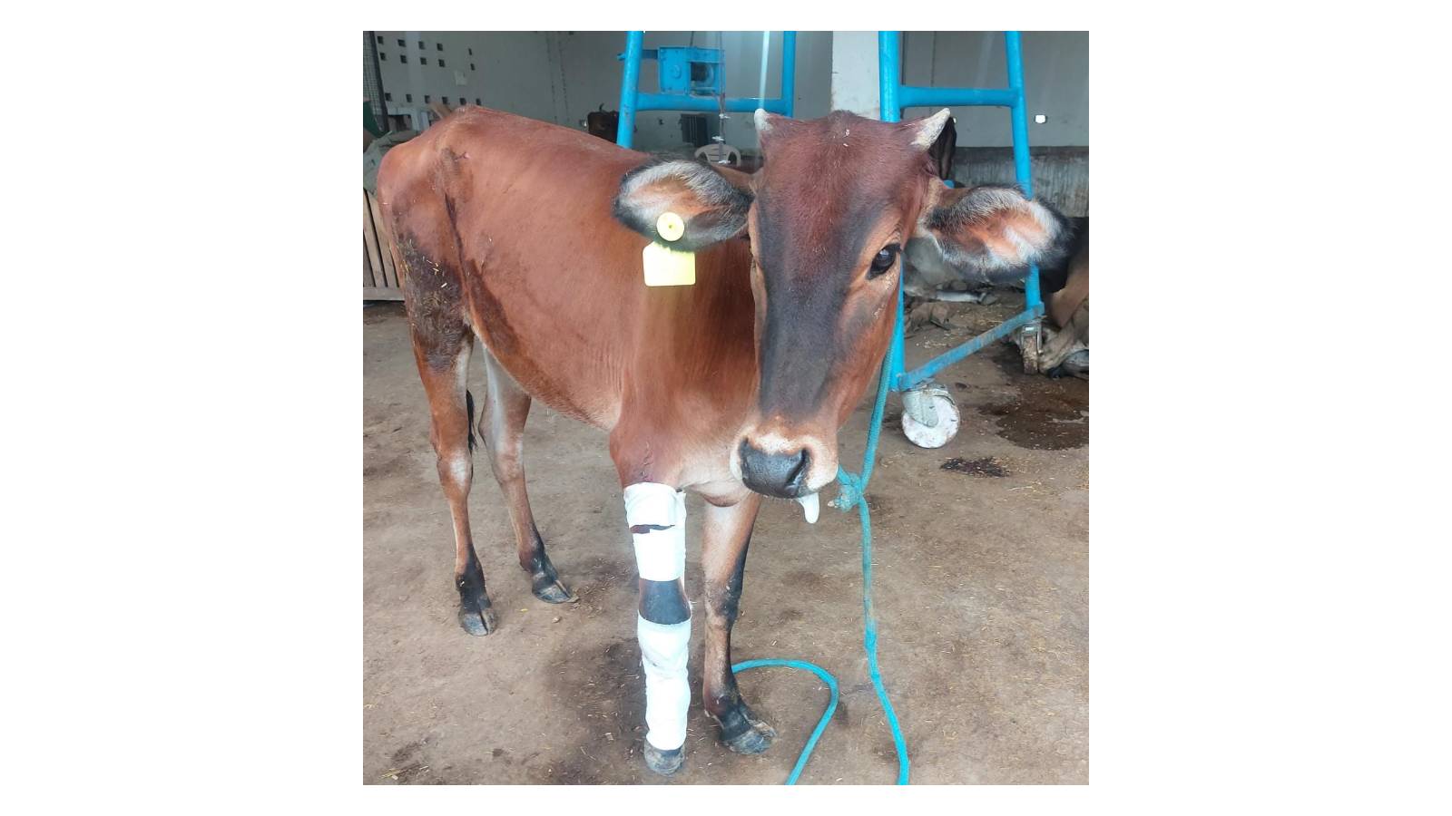 Injured Stray Cow getting treatment