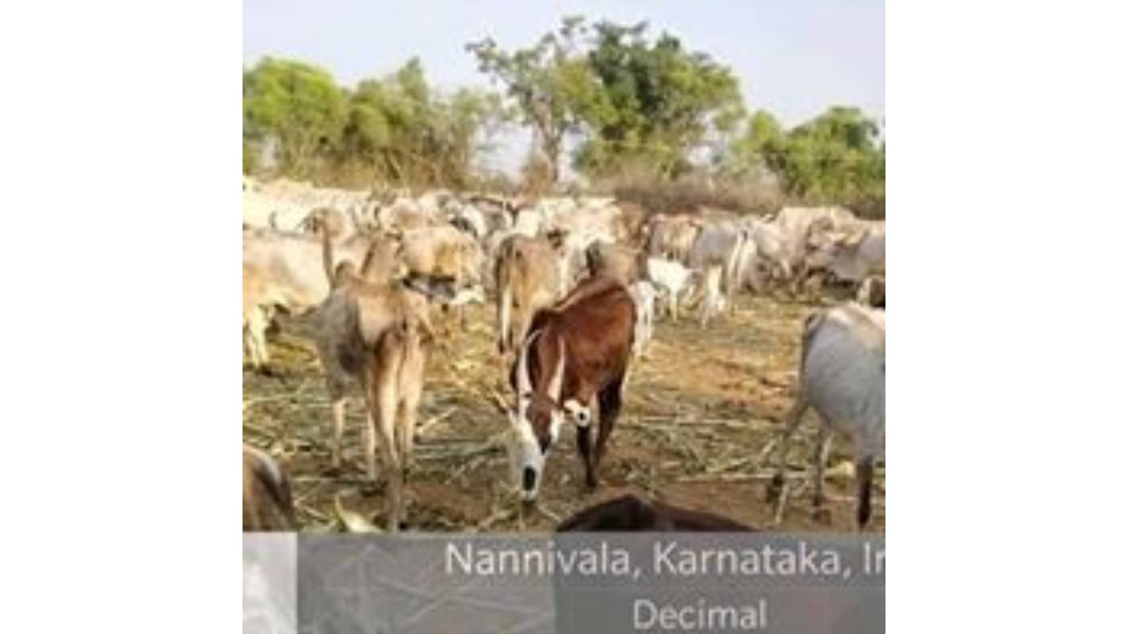 helping in cattle in drought