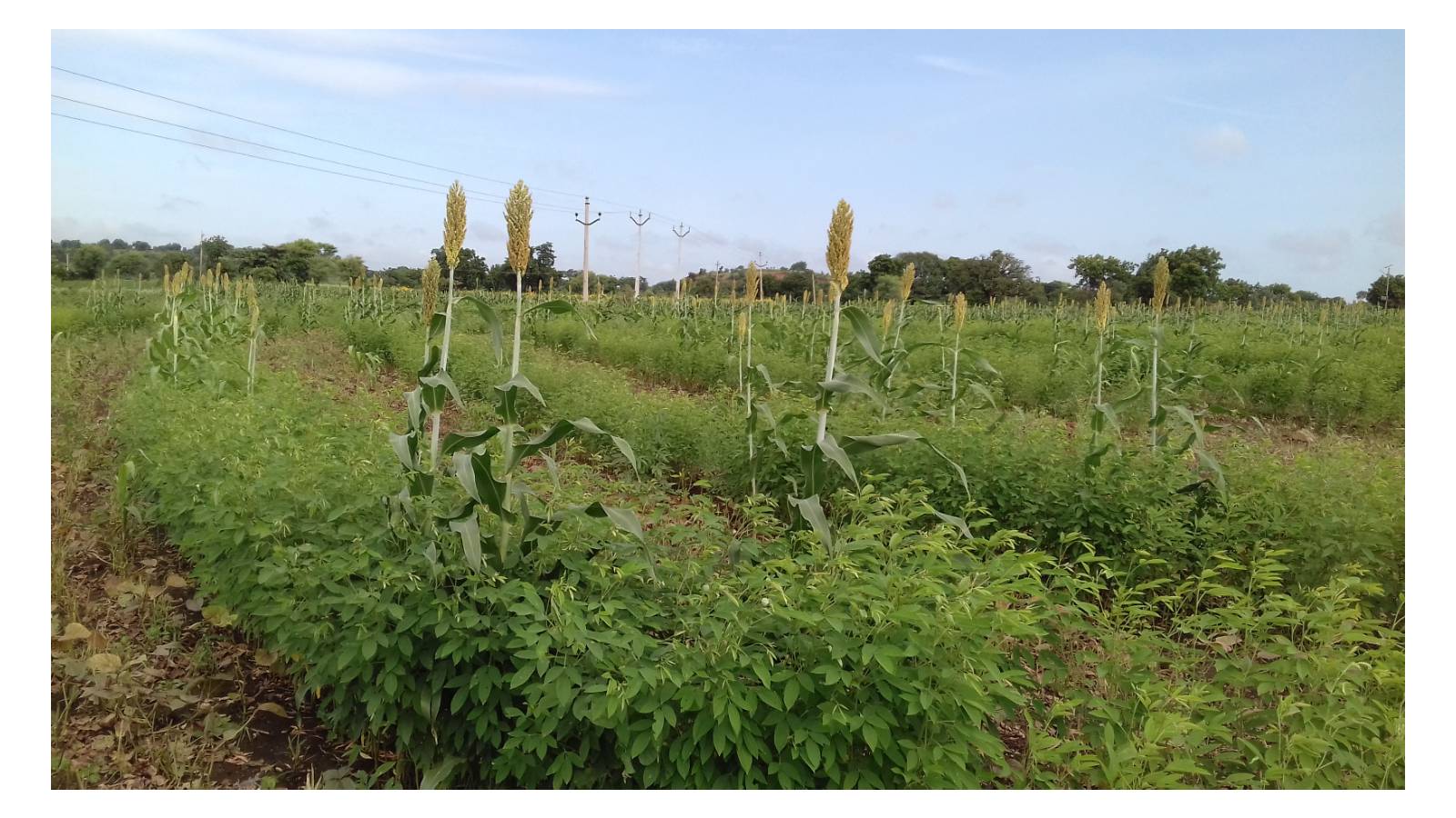 Abdena Village - Jowar