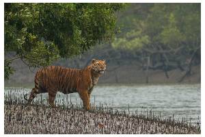 Sundarbans Mangrove Restoration
