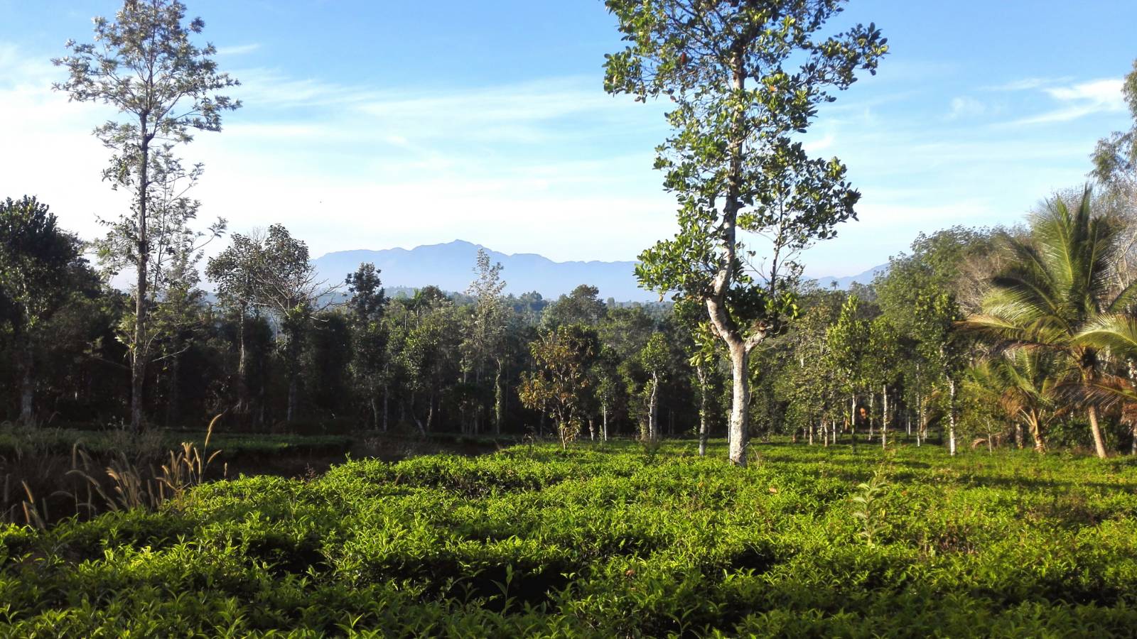 The Green Gardens Farm