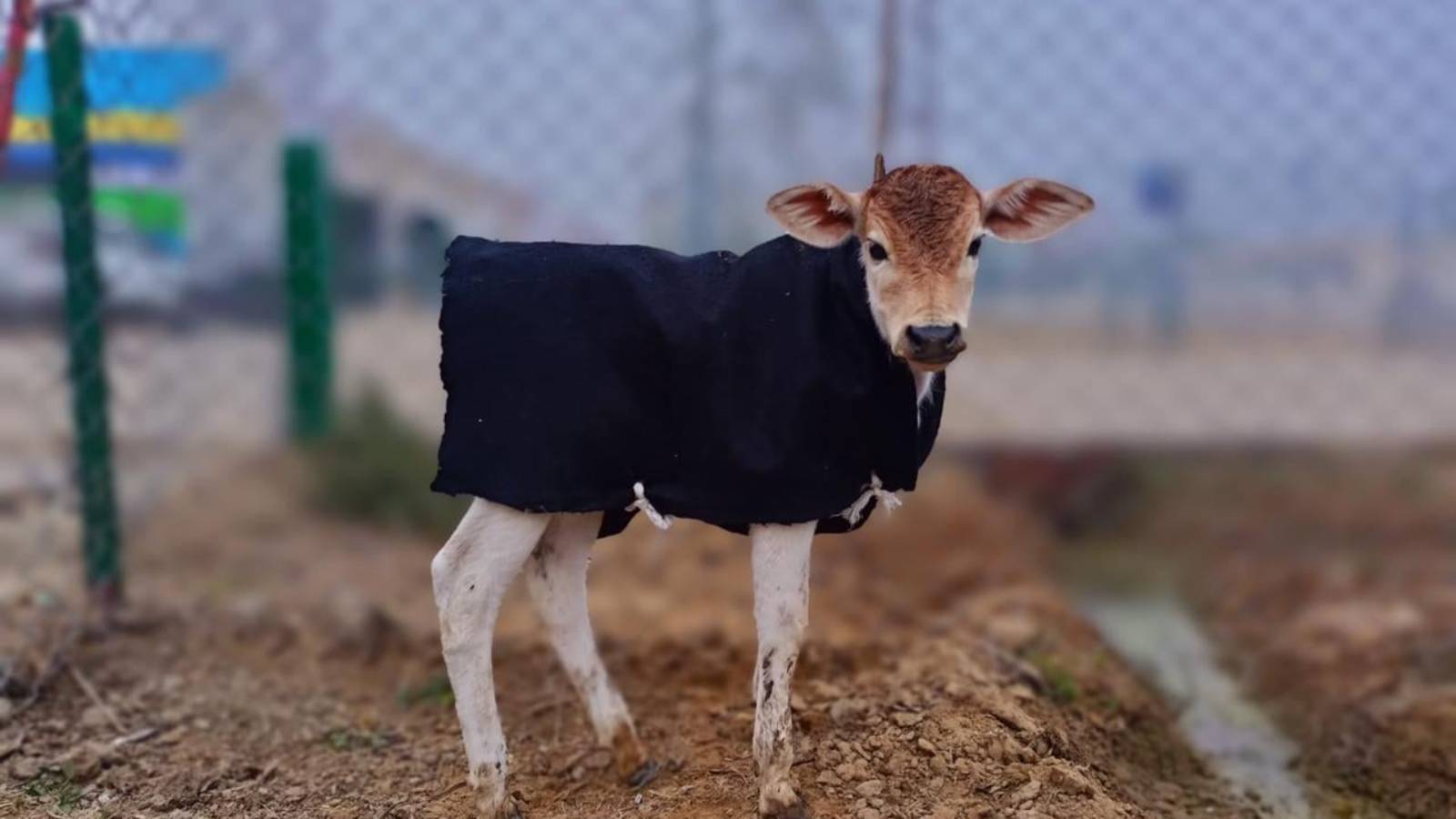 Sharing the warmth - Keeping animals warm with woolen cloths