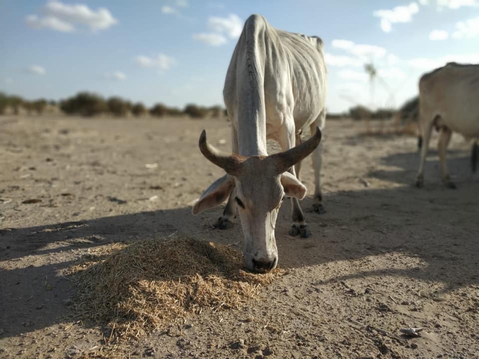FEED 7000 Cattle, Indian BSF Rescued from smuggling to Bangladesh- APPEAL for DONATION & HELP
